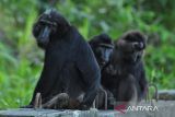 BKSDA Sulteng  minta masyarakat jaga kera hitam dari perburuan liar