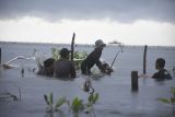 Sahabat Penyu tanam 3.000 anakan mangrove di pesisir Polewali Mandar