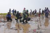 Prajurit TNI bersama warga melakukan penanaman bibit mangrove di desa Tanjakan, kecamatan Krangkeng, Indramayu, Jawa Barat, Selasa (26/7/2022). Kegiatan penanaman 5.000 bibit mangrove yang digelar Pangkalan TNI AL Cirebon dan warga pesisir itu dalam rangka memperingati Hari Mangrove Sedunia. ANTARA FOTO/Dedhez Anggara/agr