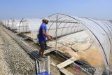 Petambak memanen garam dengan sistem tunel di desa Krangkeng, Indramayu, Jawa Barat, Selasa (26/7/2022). Para petambak di daerah tersebut mengaku produksi garam masih kurang maksimal akibat kondisi cuaca yang tidak menentu. ANTARA FOTO/Dedhez Anggara/agr