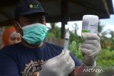 Dokter hewan Dinas Pertanian menyiapkan dosis vaksin penyakit mulut dan kuku (PMK) tahap pertama untuk ternak sapi di kandang peternak Desa  Blang Mane, Kabupaten Aceh Besar, Aceh, Selasa (26/7/2022). Pemerintah Aceh menyatakan, untuk tahap pertama sudah melakukan vaksinasi PMK sebanyak 1.600 dosis dan saat ini memasuki tahap kedua sebanyak 25.100 dosis di seluruh kabupaten/kota guna mencegah penyebaran kasus penyakit mulut dan kuku pada ternak sapi. ANTARA FOTO/Ampelsa.ANTARA FOTO (ANTARA FOTO)