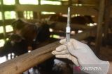 Dokter hewan Dinas Pertanian bersiap menyuntikan vaksin penyakit mulut dan kuku (PMK) tahap pertama untuk ternak sapi di kandang peternak Desa  Blang Mane, Kabupaten Aceh Besar, Aceh, Selasa (26/7/2022). Pemerintah Aceh menyatakan, untuk tahap pertama sudah melakukan vaksinasi PMK sebanyak 1.600 dosis dan saat ini memasuki tahap kedua sebanyak 25.100 dosis di seluruh kabupaten/kota guna mencegah penyebaran kasus penyakit mulut dan kuku pada ternak sapi. ANTARA FOTO/Ampelsa.ANTARA FOTO (ANTARA FOTO)