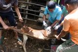 Dokter hewan Dinas Pertanian dibantu peternak menyuntikan vaksin penyakit mulut dan kuku (PMK) tahap pertama  pada anak sapi di kandang peternak Desa  Blang Mane, Kabupaten Aceh Besar, Aceh, Selasa (26/7/2022). Pemerintah Aceh menyatakan, untuk tahap pertama sudah melakukan vaksinasi PMK sebanyak 1.600 dosis dan saat ini memasuki tahap kedua sebanyak 25.100 dosis di seluruh kabupaten/kota guna mencegah penyebaran kasus penyakit mulut dan kuku pada ternak sapi. ANTARA FOTO/Ampelsa.ANTARA FOTO (ANTARA FOTO)