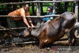 Dokter hewan Dinas Pertanian menyuntikan vaksin penyakit mulut dan kuku (PMK) tahap pertama untuk ternak sapi di kandang peternak Desa  Blang Mane, Kabupaten Aceh Besar, Aceh, Selasa (26/7/2022). Pemerintah Aceh menyatakan, untuk tahap pertama sudah melakukan vaksinasi PMK sebanyak 1.600 dosis dan saat ini memasuki tahap kedua sebanyak 25.100 dosis di seluruh kabupaten/kota guna mencegah penyebaran kasus penyakit mulut dan kuku pada ternak sapi. ANTARA FOTO/Ampelsa.