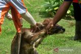 Dokter hewan Dinas Pertanian dibantu peternak menyuntikan vaksin penyakit mulut dan kuku (PMK) tahap pertama  pada anak sapi di kandang peternak Desa  Blang Mane, Kabupaten Aceh Besar, Aceh, Selasa (26/7/2022). Pemerintah Aceh menyatakan, untuk tahap pertama sudah melakukan vaksinasi PMK sebanyak 1.600 dosis dan saat ini memasuki tahap kedua sebanyak 25.100 dosis di seluruh kabupaten/kota guna mencegah penyebaran kasus penyakit mulut dan kuku pada ternak sapi. ANTARA FOTO/Ampelsa.