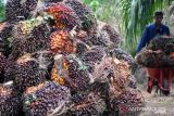 Harga sawit di Riau naik jadi Rp2.433,66/Kg