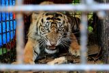 Harimau Sumatera liar berada di dalam kandang jebak (Box Trap) di kawasan Desa Lhok Bengkuang, Aceh Selatan, Aceh, Senin (25/7/2022). Satu individu Harimau sumatera liar berjenis kelamin jantan yang masuk kedalam kandang jebak tersebut selanjutnya dievekuasi ke kantor Bidang Taman Nasional Gunung Leuser untuk observasi lebih lanjut. ANTARA FOTO/Syifa Yulinnas/hp..