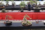 Pengunjung mengamati tanaman bonsai pada festival dan pameran nasional Bonsai di GOR Singalodra, Indramayu, Jawa Barat, Minggu (24/7/2022). Pameran dan kontes tanaman bonsai yang digelar Rumah Bonsai Indonesia (RUBI) itu memamerkan sekitar 237 tanaman bonsai dari berbagai daerah dan bertujuan meningkatkan nilai harga jual bonsai serta menjadi ajang komunikasi bagi para pecintanya. ANTARA FOTO/Dedhez Anggara/foc.