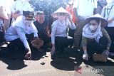 BMKG lepas liar 75 ekor tukik lekang di Pantai Kemiren Cilacap