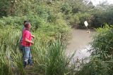 Seekor buaya yang masuk ke kolam warga di Bintan