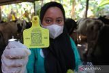  Petugas Dinas Ketahanan Pangan dan Pertanian Kota Surabaya menunjukkan 'ear tag' yang dipasang di daun telinga sapi di salah satu peternakan sapi perah di Surabaya, Jawa Timur, Kamis (28/7/2022). Pemasangan 'ear tag' itu untuk memberikan tanda sapi tersebut telah mendapatkan suntikan vaksin  penyakit mulut dan kuku (PMK) sapi dosis kesatu dan kedua. ANTARA Jatim/Didik Suhartono/zk