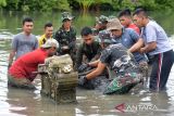 Prajurit Perhubungan Kodam Iskandar Muda bersama Balai Pelestarian Cagar Budaya Aceh, Masyarakat Peduli Sejarah Aceh (Mapesa) dan Polri mengangkat batu nisan yang terkubur dalam lumpur saat bakti sosial di lokasi situs sejarah Kerajaan Aceh Darussalam, Kampung Pande, Banda Aceh, Jumat (29/7/22). Bakti sosial tersebut untuk menyelamatkan dan penataan kembali ribuan batu nisan dan benda sejarah lainnya peninggal masa kerajaan Aceh Darussalam abad  ke-16 yang rusak dan terkubur dalam lumpur dampak dari bencana tsunami 26 Desember 2004. ANTARA FOTO/Ampelsa.