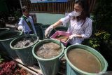 Finalis putri lingkungan hidup 2022, Callysta Kusuma Azalia (kiri) memberi pakan ikan lele dengan Maggot (larva) yang dibudidaya di kawasan perumahan Griya Permata Gedangan, Sidoarjo, Jawa Timur, Minggu (31/7/2022). Budidaya maggot atau larva lalat Black Soldier Fly (BSF) ini memanfaatkan sampah organik dengan tujuan mengurangi pencemaran lingkungan dari sisa-sisa makanan rumah tangga dikawasan tersebut dan hasilnya dimanfaatkan sebagai pakan ikan lele. Antara Jatim/Umarul Faruq/zk.