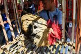 Peserta menyiapkan ayam pelung saat mengikuti Kontes Ayam Pelung di Kota Madiun, Jawa Timur, Minggu (31/7/2022). Kontes yang digelar Himpunan Peternak dan Penggemar Ayam Pelung Nusantara Jawa Timur tersebut diikuti 300 peserta dari berbagai daerah di Jawa Timur, Jawa Tengah, Jawa Barat, Jambi. Antara Jatim/Siswowidodo/zk.