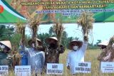 Pemprov Sumut dorong petani padi konsisten panen raya