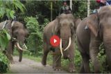 Menangani dan Meminimalisasi Konflik Gajah Dengan Manusia (Video)