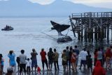 Paus Sperma Terdampar Di Banyuwangi