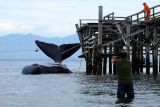 Warga melihat seekor Paus Sperma (physeter macrocephalus) terdampar di Pantai Warudoyong, Bulusan, Banyuwangi, Jawa Timur, Senin (1/8/2022). Paus dengan panjang sekitar 10 meter itu sebelumnya terlihat oleh nelayan berputar-putar di sekitar Pelabuhan Ketapang dan sulit dievakuasi ke tengah laut karena sedang surut. ANTARA FOTO/Budi Candra Setya/rwa.