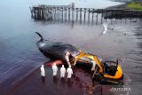 Foto udara proses evakuasi seekor Paus Sperma (physeter macrocephalus) yang mati terdampar di Pantai Warudoyong, Bulusan, Banyuwangi, Jawa Timur, Selasa (2/8/2022). Hingga saat ini petugas masih keaulitan mengevakuasi Paus Sperma sepanjang 16,5 meter itu karena keterbatasan alat. ANTARA Jatim/Budi Candra Setya/zk