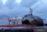 Petugas BPBD Banyuwangi melakukan proses evakuasi seekor Paus Sperma (physeter macrocephalus) yang mati terdampar di Pantai Warudoyong, Bulusan, Banyuwangi, Jawa Timur, Selasa (2/8/2022). Hingga saat ini petugas masih keaulitan mengevakuasi Paus Sperma sepanjang 16,5 meter itu karena keterbatasan alat. ANTARA Jatim/Budi Candra Setya/zk