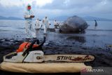 Petugas BPBD Banyuwangi melakukan proses evakuasi seekor Paus Sperma (physeter macrocephalus) yang mati terdampar di Pantai Warudoyong, Bulusan, Banyuwangi, Jawa Timur, Selasa (2/8/2022). Hingga saat ini petugas masih keaulitan mengevakuasi Paus Sperma sepanjang 16,5 meter itu karena keterbatasan alat. ANTARA Jatim/Budi Candra Setya/zk