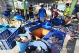 Pekerja membongkar ikan untuk dijual di pelabuhan ikan Karangsong, Indramayu, Jawa Barat, Rabu (3/8/2022). Kementerian Kelautan dan Perikanan (KKP) mencatat pertumbuhan Penerimaan Negara Bukan Pajak (PNBP) sektor perikanan tangkap semester I 2022 sudah di angka Rp731,18 miliar atau naik 111 persen dan hampir mendekati capaian sepanjang tahun 2021 sebesar Rp784 miliar. ANTARA FOTO/Dedhez Anggara/agr
