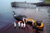 Foto udara proses evakuasi seekor Paus Sperma (physeter macrocephalus) yang mati terdampar di Pantai Warudoyong, Bulusan, Banyuwangi, Jawa Timur, Selasa (2/8/2022). Hingga saat ini petugas masih kesulitan mengevakuasi bangkai Paus Sperma sepanjang 16,5 meter itu karena keterbatasan alat. ANTARA FOTO/Budi Candra Setya/nym.