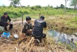 Buaya bermunculan, BKSDA Sampit pasang pancing umpan ayam