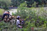 Warga menebang pohon Bakau jenis Api-api (Avicennia marina) untuk membuka lahan tambak ikan di kawasan pesisir Desa Pabean udik, Indramayu, Jawa Barat, Sabtu (6/8/2022). Badan Restorasi Mangrove dan Gambut (BRGM) menyatakan dari 4.120.263 hektare luas hutan mangrove di Indonesia, 700.000 hektare diantaranya telah mengalami deforestasi dan mayoritas terjadi di area tambak. ANTARA FOTO/Dedhez Anggara/agr
