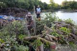 Warga menebang tanaman Bakau jenis Api-api (Avicennia marina) untuk membuka lahan tambak ikan di kawasan pesisir desa Pabean udik, Indramayu, Jawa Barat, Sabtu (6/8/2022). Badan Restorasi Mangrove dan Gambut (BRGM) menyatakan dari 4.120.263 hektare luas hutan mangrove di Indonesia, 700.000 hektare diantaranya telah mengalami deforestasi dan mayoritas terjadi di area tambak. ANTARA FOTO/Dedhez Anggara/agr
