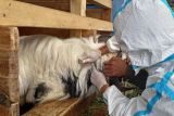 Dinas Pertanian Bandarlampung catat 20 ekor ternak kambing terinfeksi PMK