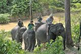 Mahout (pawang) menunggangi gajah Sumatera (Elephas maximus sumatranus) jinak di Pusat Informasi Konservasi Gajah (PIKG) Tebo, Muara Sekalo, Sumay, Jambi, Sabtu (6/8/2022). PIKG yang berada di Kawasan Ekosistem Esensial (KEE) Bentang Alam Bukit Tigapuluh saat ini memiliki lima gajah Sumatera jinak yang didatangkan dari Lampung dan Sumatera Selatan guna pencegahan konflik dan medium edukasi di kawasan itu. ANTARA FOTO/Wahdi Septiawan/rwa.