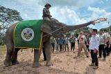 Gubernur Jambi Al Haris (kanan) menerima pengalungan bunga dari gajah Sumatera (Elephas maximus sumatranus) jinak yang ditunggangi mahout (pawang) saat peresmian Pusat Informasi Konservasi Gajah (PIKG) Tebo di Muara Sekalo, Sumay, Jambi, Sabtu (6/8/2022). PIKG yang berada di Kawasan Ekosistem Esensial (KEE) Bentang Alam Bukit Tigapuluh saat ini memiliki lima gajah Sumatera jinak yang didatangkan dari Lampung dan Sumatera Selatan guna pencegahan konflik dan medium edukasi di kawasan itu. ANTARA FOTO/Wahdi Septiawan/rwa.