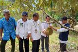 Sigi dukung pencanangan Desa Tompi Bugis Sulteng  jadi kampung durian