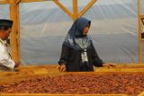 Karantina Pertanian Lampung dorong petani kakao penuhi kualitas ekspor