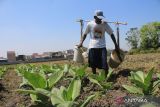 Petani menyirami tanaman tembakau di areal persawahan Desa Bawangan, Kecamatan Ploso, Kabupaten Jombang, Jawa Timur, Selasa (9/8/2022). Asosiasi Petani Tembakau Indonesia menolak perubahan Peraturan Pemerintah No.109 tahun 2012 tentang Pengamanan Bahan yang Mengandung Zat Adiktif Berupa Produk Tembakau bagi Kesehatan (PP 109/2012). Antara Jatim/Syaiful Arif/zk.