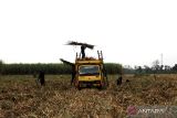 Buruh angkut menaikkan tebu keatas truk  di Kecamatan Diwek, Kabupaten Jombang, Jawa Timur, Rabu (10/8/2022). Menurut pengakuan petani, saat ini harga jual tebu cukup stabil, karena pabrik gula melakukan pembelian dengan harga berkisar Rp77 ribu per kuintal untuk rendemen paling rendah 7 persen. ANTARA Jatim/Syaiful Arif/zk