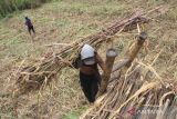 Buruh angkut menaikkan tebu keatas truk  di Kecamatan Diwek, Kabupaten Jombang, Jawa Timur, Rabu (10/8/2022). Menurut pengakuan petani, saat ini harga jual tebu cukup stabil, karena pabrik gula melakukan pembelian dengan harga berkisar Rp77 ribu per kuintal untuk rendemen paling rendah 7 persen. ANTARA Jatim/Syaiful Arif/zk