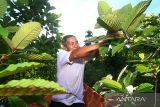 Pemerintah tata perdagangan tanaman Kratom khas Kalimantan