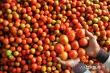 Harga tomat turun di Enrekang