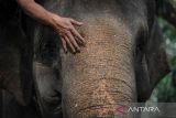 Seorang Mahout mengelus kepala gajah (Elephas maximus) yang diberi nama Salma saat Peringatan Hari Gajah Internasional di Bandung Zoological Garden (Bazoga), Jawa Barat, Jumat (12/8/2022). Peringatan Hari Gajah Internasional tersebut ditujukan untuk mensosialisasikan perlindungan habitat gajah serta meningkatkan kepedulian masyarakat terhadap konservasi. ANTARA FOTO/Raisan Al Farisi/agr