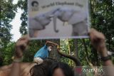 Seorang Mahout memberi makan gajah (Elephas maximus) yang diberinama Salma saat Peringatan Hari Gajah Internasional di Bandung Zoological Garden (Bazoga), Jawa Barat, Jumat (12/8/2022). Peringatan Hari Gajah Internasional tersebut ditujukan untuk mensosialisasikan perlindungan habitat gajah serta meningkatkan kepedulian masyarakat terhadap konservasi. ANTARA FOTO/Raisan Al Farisi/agr