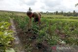 Petani Cilacap manfaatkan sawah tadah hujan budi daya hortikultura