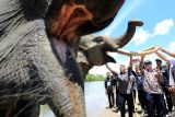 Sejumlah warga berada di dekat gajah Sumatra (Elephas maximus sumatranus) jinak saat peringatan Hari Gajah Sedunia di Conservation Respon Unit (CRU) Sampoiniet, Aceh Jaya, Aceh, Kamis (11/8/2022). Peringatan Hari Gajah Sedunia yang diselenggarakan BKSDA Aceh bersama Forum Konservasi Gajah Indonesia dan pemerintah setempat bertujuan untuk meningkatkan kesadaran masyarakat dalam hidup berdampingan dengan satwa liar terutama dengan gajah agar bisa terlaksananya konservasi gajah berbasis masyarakat. ANTARA FOTO/Syifa Yulinnas/tom.
