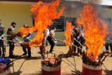 Karantina Kupang musnahkan ratusan kilogram daging dari Timor Leste