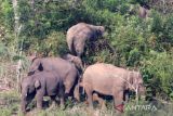 Sekawanan gajah liar rusak kebun warga desa