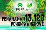 TEMANMU Bali Tanam 13.120 batang mangrove di Benoa