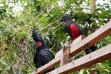 Burung nuri kabare (Psittrichas fulgidus) (kanan) dan kakatua raja (Probosciger aterrimus) (kiri) bertengger di kayu saat dilepasliarkan di Hutan Adat Isyo, Kampung Rhepang Muaif, Distrik Nimbokrang, Jayapura, Papua, Sabtu (20/8/2022). Balai Besar Konservasi Sumber Daya Alam (BBKSDA) Papua melepasliarkan 17 satwa jenis aves yaitu dua ekor nuri kabare (Psittrichas fulgidus), tiga ekor kakatua raja (Probosciger aterrimus), delapan ekor kasturi kepala hitam (Lorius lory), tiga ekor nuri bayan (Eclectus roratus), dan seekor kakatua koki (Cacatua galerita). ANTARA FOTO/Sakti Karuru/YU/tom.