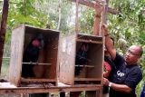 Kepala Balai Besar Konservasi Sumber Daya Alam (BBKSDA) Papua, A.G. Martana (kanan) melepasliarkan burung kakatua raja (Probosciger aterrimus) di Hutan Adat Isyo, Kampung Rhepang Muaif, Distrik Nimbokrang, Jayapura, Papua, Sabtu (20/8/2022). BBKSDA Papua melepasliarkan 17 satwa jenis aves yaitu dua ekor nuri kabare (Psittrichas fulgidus), tiga ekor kakatua raja (Probosciger aterrimus), delapan ekor kasturi kepala hitam (Lorius lory), tiga ekor nuri bayan (Eclectus roratus), dan seekor kakatua koki (Cacatua galerita). ANTARA FOTO/Sakti Karuru/YU/tom.
