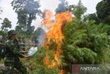 Petugas Badan Narkotika Nasional Provinsi (BNNP) Aceh bersama TNI dan Polri memusnahkan tanaman ganja dengan cara dibakar di kawasan pegunungan Seulawah, Kabupaten Aceh Besar, Aceh, (22/8/2022). Dalam operasi tersebut, BNNP Aceh memusnahkan  sekitar empat hektare tanaman ganja di dua lokasi dan sebagian di antaranya telah dipanen, sementara  pemiliknya tanaman ganja tersebut tidak berhasil diamankan.. ANTARA FOTO/Ampelsa.